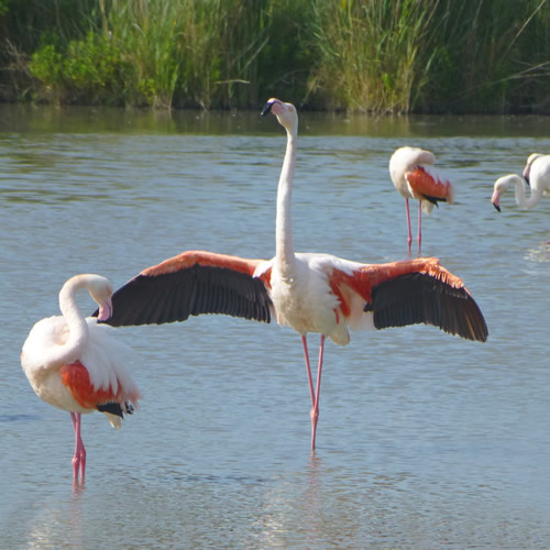 Exposition PAG 2017 - Expo du Pag 2017 - Camargue - La Camargue photos